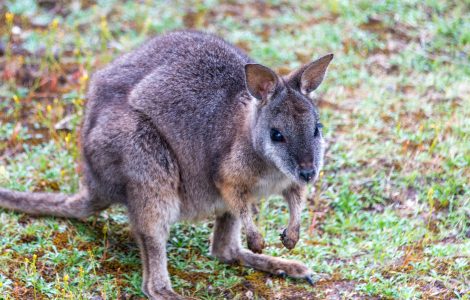 Kangaroo island cangaroo