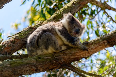 Koala, Otway Halbinsel