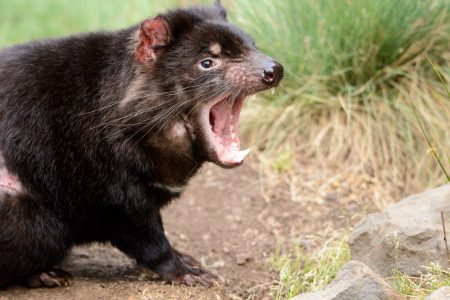"Tasmanischer Teufel", ein Beuteltier