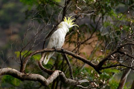 Gelbhaubenkakadu, Blue Mountains