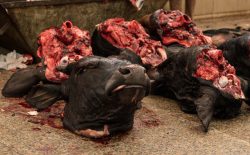 Auf dem Fleischmarkt