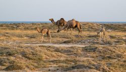 Kamelstuten mit Fohlen