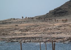 Kamelherde am Weg zu einem anderen Weideplatz