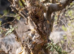 Rinde des Weihrauchbaums