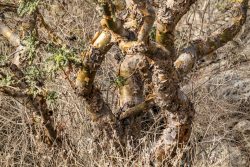 Rinde des Weihrauchbaums