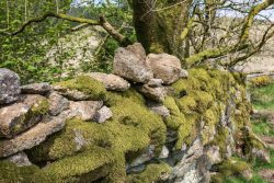 Natursteinmauer