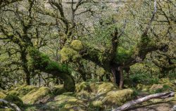 Wistmans Wood
