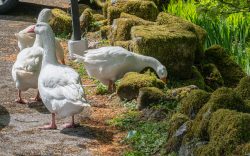 Gänse in Twobridges