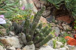 eine Euphorbia (Mediterranbiom)