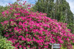 pinker Farbenrausch