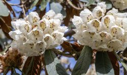 Der exquisite Rhododendron falconeri - der strauch wurde aus Samen gezogen, der bei einer Expedition vor über 170 Jahren gesammelt wurde!