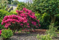Rhododendron