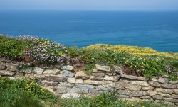 Überwachsene Mauer