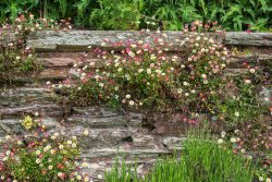 Mit Gänseblümchen bewachsene Mauer