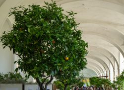 Blick in die Große Orangerie