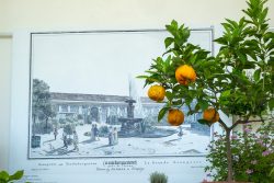 Stich vom "Treibostgarten" vor der Orangerie Schönbrunn (1826)