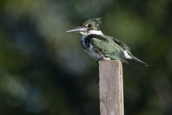 Amazonas Kingfisher