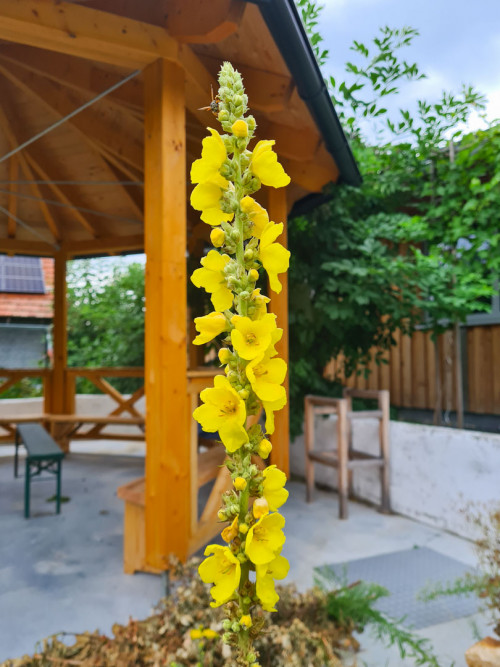 Königskerze vor dem Salettl