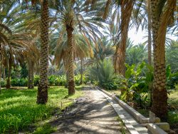 Oase Birkat al Bauz im Wadi Sumail