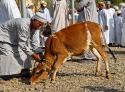 Auf dem Viehmarkt in Bahla