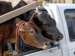 Abtransport, Viehmarkt in Bahla