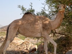 Kamel am Straßenrand