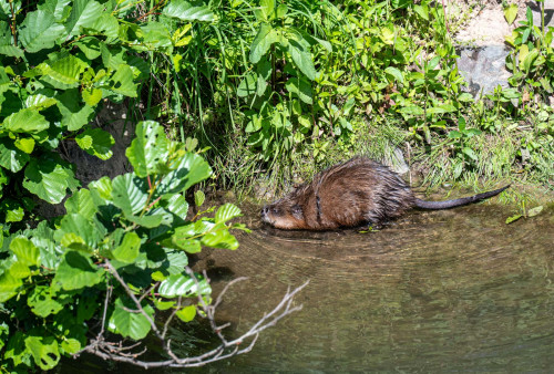 Bisamratte (Liegeplatz in Corre)