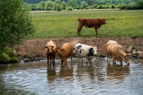 Kuhtränke an der Saône