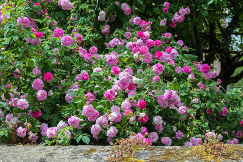 Damaszenerose in Bauley