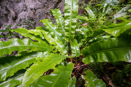 Hirschzungenfarn - Rakov Skocjan