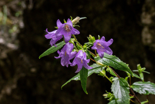 Glockenblume, Rakov Skocjan