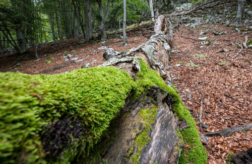 Waldlandschaft an der kroatischen Grenze