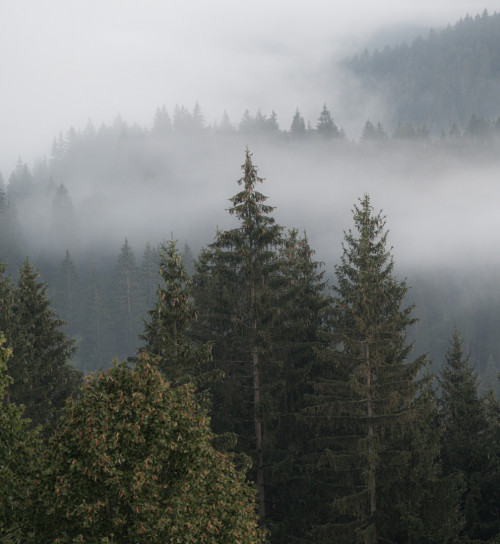 Nebelstimmung bei Loški Potok
