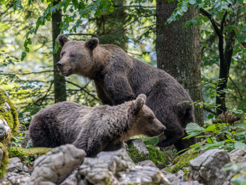 Braunbärin mit Bärenjungen