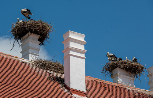 Storchennester am Schloss