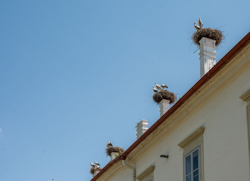 Storchennester auf dem Schloss