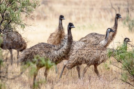 Emus
