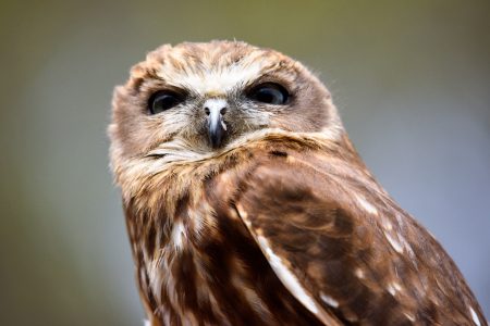 Schleiereule, Raptors Domain