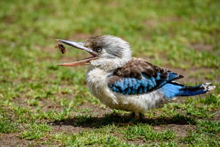 Kookaburra, Raptors domain