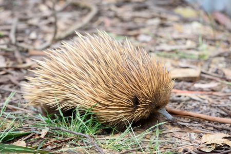 Echidna, Ameisenigel