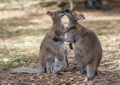 Kangaroo island cangaroos