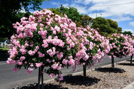 Üppige Hochstammrosen als Mittelstreifenbegrünung