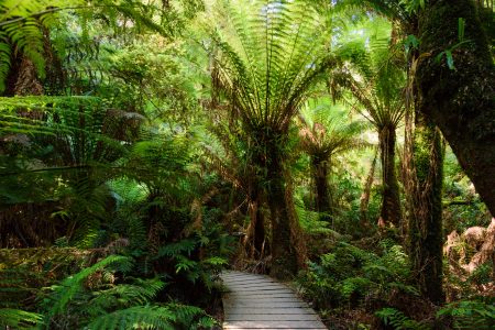 Gemäßigter Regenwald, Otway Halbinsel