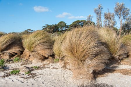 Horste von Australischem Rispengras