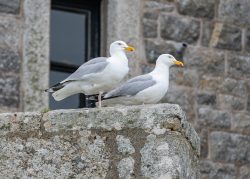 Silbermöwen sondieren die Besucher:innen