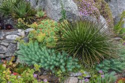Sukkulenten im Terrassengarten