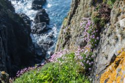 Gunnards Head