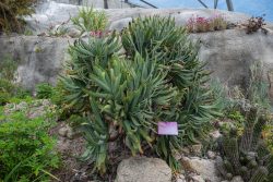 Fächer-Aloe (Mediterranbiom)