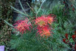 Grevillea banksii (Australische Silbereiche, mediterranes Biom)