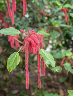 Roter Katzenschwanz (Regenwaldbiom)